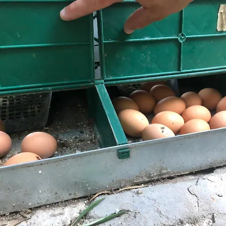 Séjour à la campagne Mariola - Alpendre